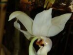 Stanhopea reichenbachiana