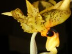Stanhopea wardii