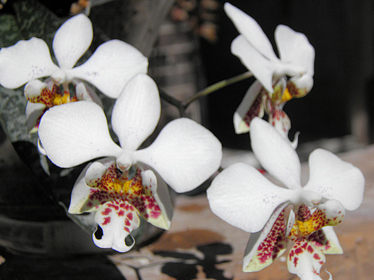 Phalaenopsis stuartiana x sib