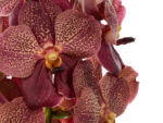 Vanda Sumathi Cooper Red