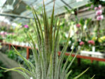 Tillandsia ionantha Guatemala