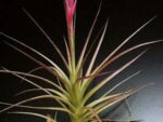 Tillandsia aeranthos hybrid 'Giant'