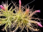 Tillandsia aeranthos x bergeri