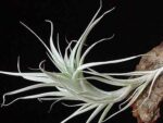 Tillandsia albida mini
