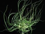 Tillandsia butzii