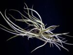 Tillandsia caliginosa