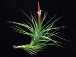 Tillandsia caulescens