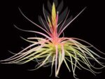 Tillandsia concolor