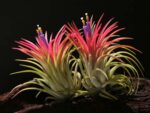 Tillandsia ionantha fuego