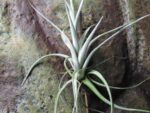Tillandsia karwinskiana