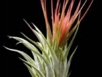 Tillandsia kolbii