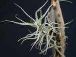 Tillandsia paleacea