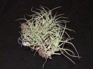 Tillandsia Peru Inca Gold