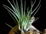 Tillandsia tricolor var. melanocrater