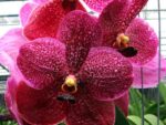 Vanda Kasem's Delight x Vanda Patcharee's Delight