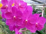 Vanda Siriporn Pink