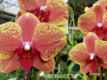 Phalaenopsis PH 005 KV Charmer 'Zhen 5702'