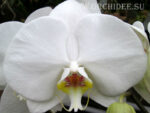 Phalaenopsis PH 047 Masudian
