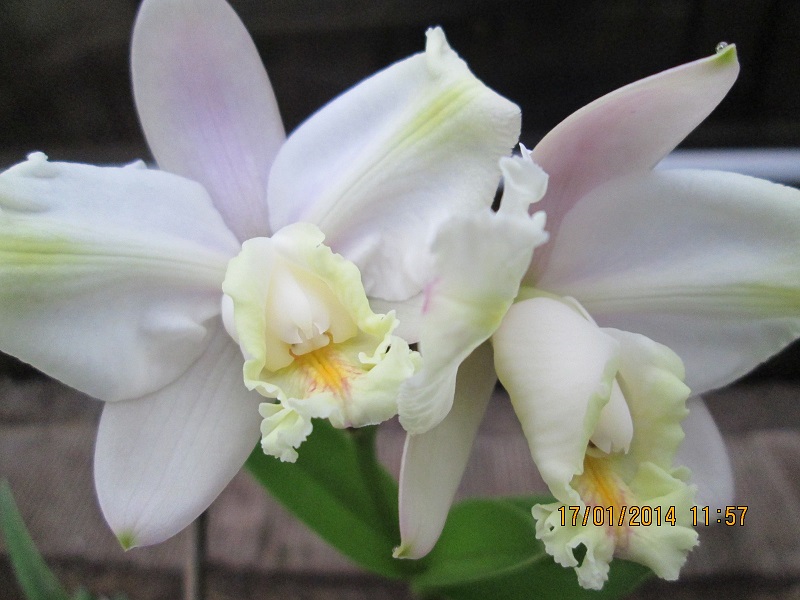 Cattleya harrisoniana var. trilabelo