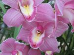 Cymbidium hybrid