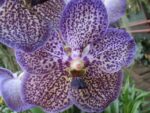 Vanda Moonlight Blue