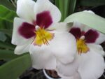 Miltoniopsis Herr Alexander