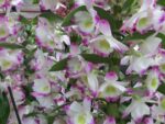 Dendrobium Irene Smile