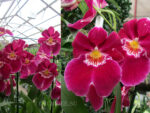 Miltoniopsis Red Tide