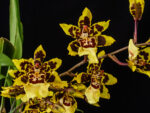 Odontocidium Wildcat Yellow Butterfly