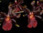 Odontocidium Wildcat "Bloodshot"