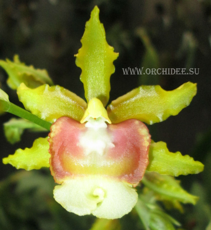 Oncidium Pupukea Sunset