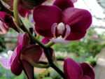 Phalaenopsis PHM 119