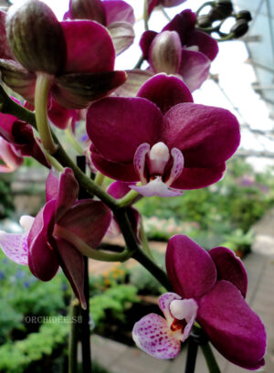 Phalaenopsis PHM 119