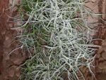 Tillandsia usneoides