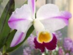 Cattleya eldorado (fantasia x aquinii)