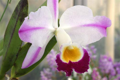 Cattleya eldorado (fantasia x aquinii)