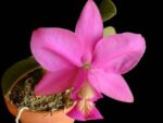 Cattleya nobilior (rubra x coerulea)
