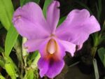 Cattleya percivaliana 'Jewel' x Cattleya walkeriana