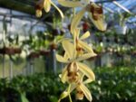 Coelogyne tomentosa