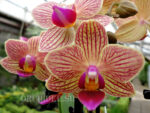 Phalaenopsis PHM 125