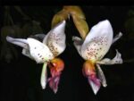 Stanhopea horichiana