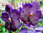 Vanda Sumathi Dark Violet