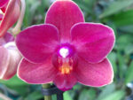 Phalaenopsis PHM 004 Cute Holly