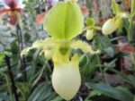 Paphiopedilum Pinocchio yellow