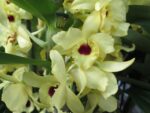Dendrobium Song Bird