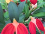 Masdevallia ignea 'Jake