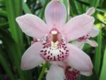 Сymbidium hybrid 05