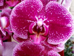 Phalaenopsis PH 045