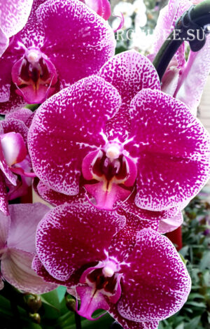 Phalaenopsis PH 045