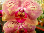 Phalaenopsis PH 029 Wild Peach